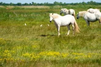 Marais de Brouage_Marennes-Hiers-Brouage