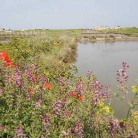 La pointe de Daire et ses vies cachées