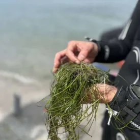 Les secrets de la zostère naine