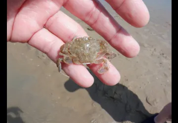 Crabe