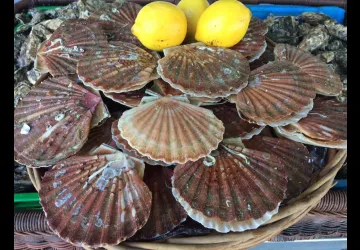 Coquilles