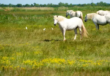 Marais de Brouage_Marennes-Hiers-Brouage