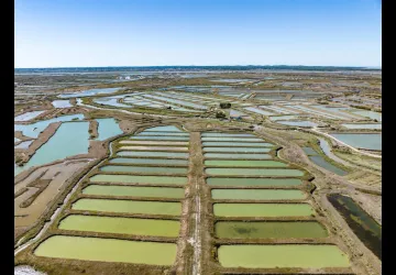 Marais de la Seudre_1