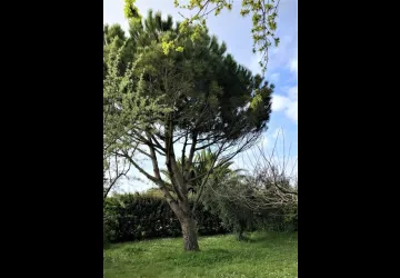 jardin 1