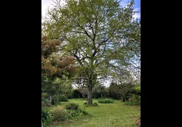 jardin 5