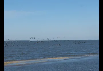 Les oiseaux à la pointe des doux - réserve naturelle de Moëze-Oléron