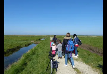 Migrateurs petit courrier à la réserve naturelle de Moëze-Oléron
