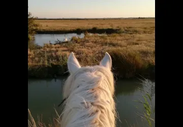Chevaux de La Manade